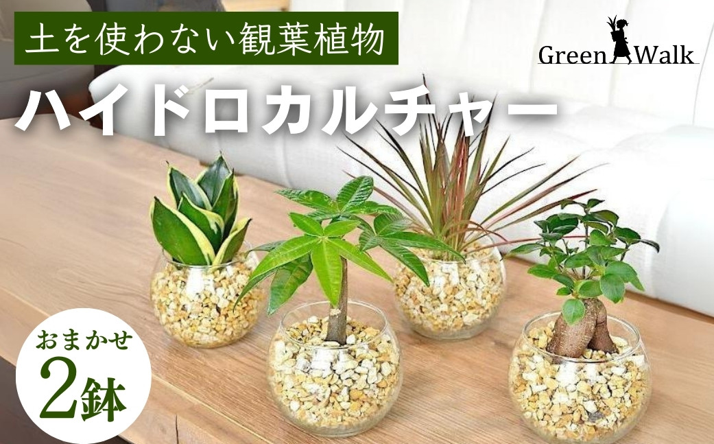 
                  観葉植物 2鉢セット ゼオライト植え 2鉢セット」 ハイドロカルチャー シンプルボールの観葉植物 観葉植物 2鉢セット 観葉植物 2鉢セット 観葉植物 2鉢セット 観葉植物 2鉢セット 観葉植物 2鉢セット 観葉植物 2鉢セット 観葉植物 2鉢セット 観葉植物 2鉢セット 観葉植物 ゼオライト植え 観葉植物 ゼオライト植え 観葉植物 豊橋 観葉植物 豊橋 観葉植物 ゼオライト植え 観葉植物 豊橋
                