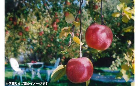 50-C　伊藤りんご園　もりのかがやき　5kg｜りんご 福島県産 リンゴ　※2025年10月上旬頃より順次発送予定