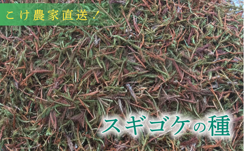 こけ専門農家直送!! スギゴケの種5L 苔テラリウム 苔 コケ 牧之原市 静岡県
