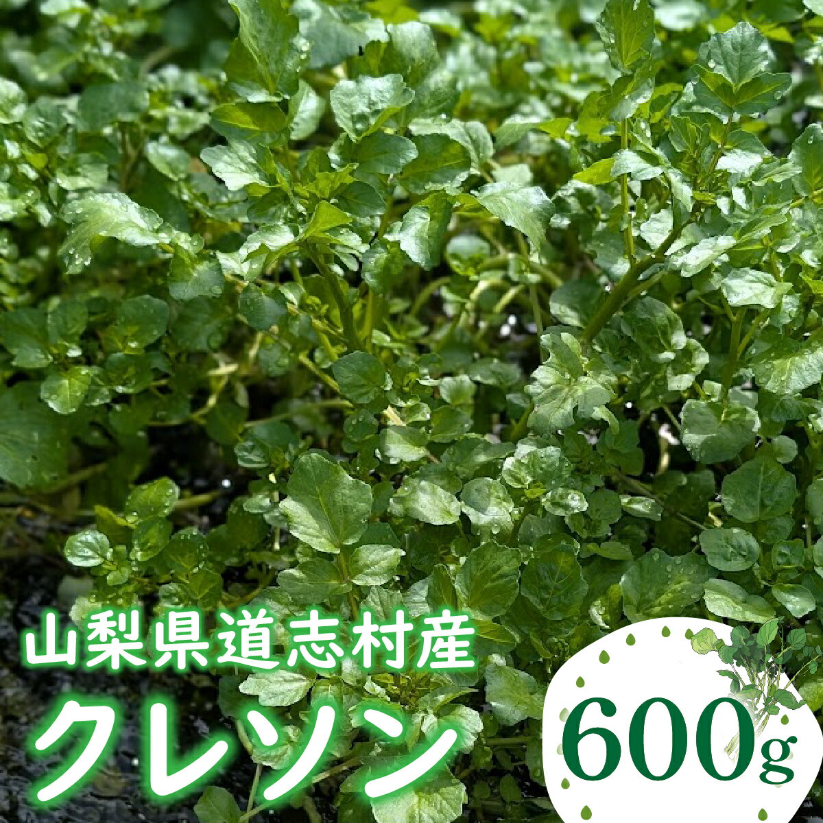 【ふるさと納税】 クレソン 600g ※北海道・沖縄・離島への配送不可 ※着日指定不可ふるさと納税 野菜 やさい クレソン 付け合わせ 山梨県 道志村 送料無料 DSL005