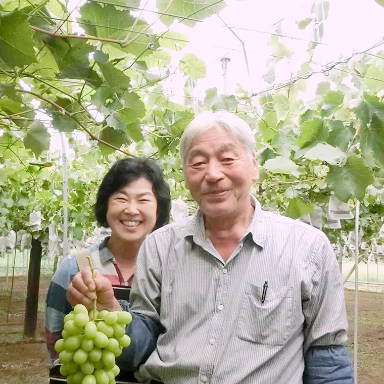 シャインマスカット 約4kg (桜川市・石岡市共通返礼品） 2026年9月上旬発送開始 開田ぶどう園 産地直送 フルーツ 甘い 直送 茨城 限定 ギフト ぶどう シャインマスカット 果物 [DO006