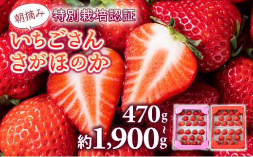 【先行予約】数量限定 いちごさん さがほのか ★贈り物にも最適★《令和9年1月中旬より順次発送》 いちご イチゴ フルーツ 佐賀県 上峰町