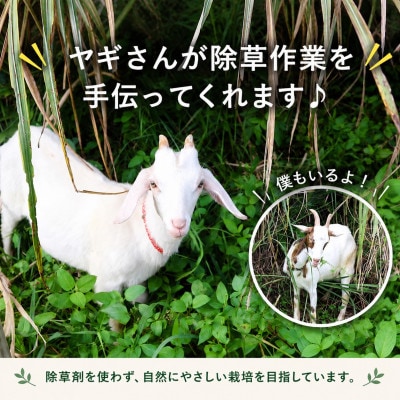 【2026年6月上旬から順次発送】今帰仁産のうみしおバナナ2kg【1732928】