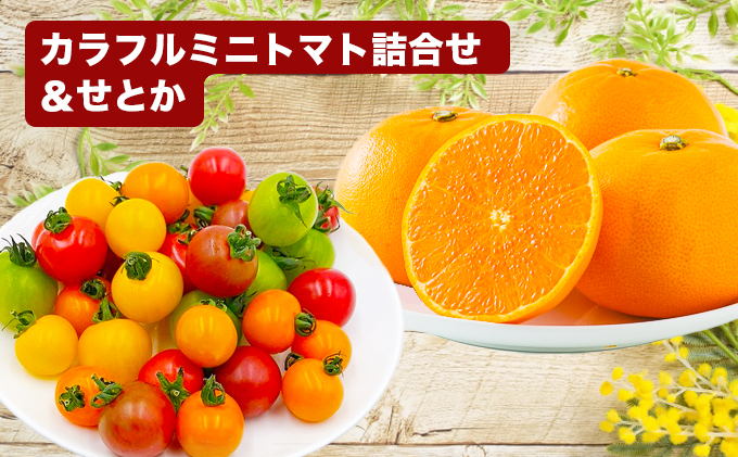「栗林農園」カラフルミニトマトとせとかのセット 果物類 みかん 4個 フルーツ 野菜 6種 約1Kg カラフルトマト 詰め合わせ