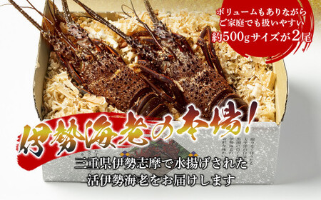 活き 伊勢海老 (刺身可) 2尾 約500g【 イセエビ 伊勢海老 】
