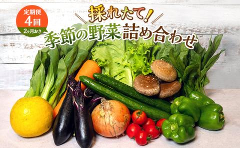 とれたて野菜パック 定期便4回 (2ヶ月おき) 季節の野菜セット 詰め合わせ 10品前後 ジャガイモ 人参 大根 小松菜 白ネギ グリンリフ チンゲン菜 椎茸 トマト 水菜 葉ネギ 人気 厳選 袋井市