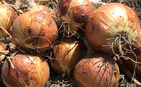 淡路島産玉ねぎ 5kg 野菜 淡路島産 玉ねぎ 玉葱 甘い 兵庫県 洲本市 淡路島