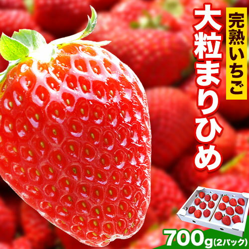 【ふるさと納税】完熟いちご大粒まりひめ 約700g(約350g×2パック) よしむら苺ファーム 《1月中旬-4月中旬頃出荷》 和歌山県 岩出市 いちご 苺 イチゴ まりひめ 完熟 大粒