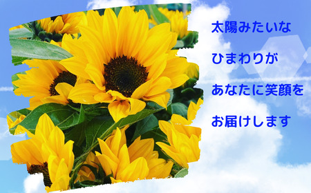 花 湘南のヒマワリ 切り花用 サンリッチオレンジ 10～15本 お花 フラワー 切花 生花 ひまわり 向日葵 植物 花束 家庭用 プレゼント 神奈川 藤沢