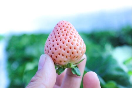 【完熟クラフト苺BERRY】海外セレブ御用達【樹上完熟白いちご】淡雪（あわゆき）約500g（出荷2025年12月上旬～2026年5月下旬）