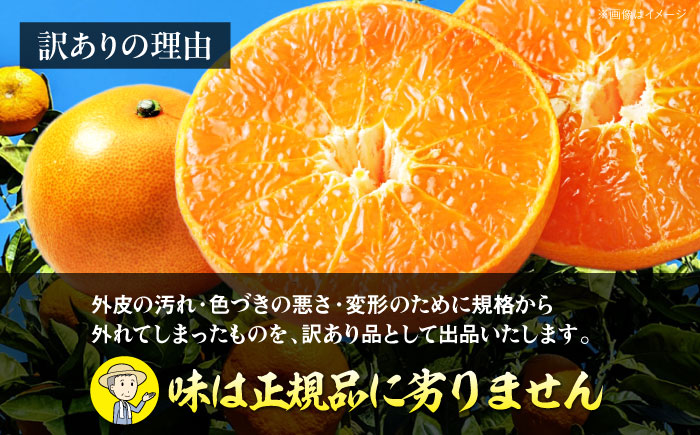 【先行予約】【2月上旬より順次発送】 訳あり せとか 2.5kg （Lから4Lサイズ混合） 愛媛県大洲市/有限会社西山青果 みかん フルーツ 果物 セトカ 訳あり [AGAR012]