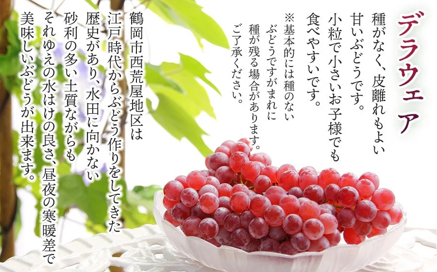 【令和8年産先行予約】 デラウェア 約1kg（5～6房） 山形県鶴岡市産　ヤマトク