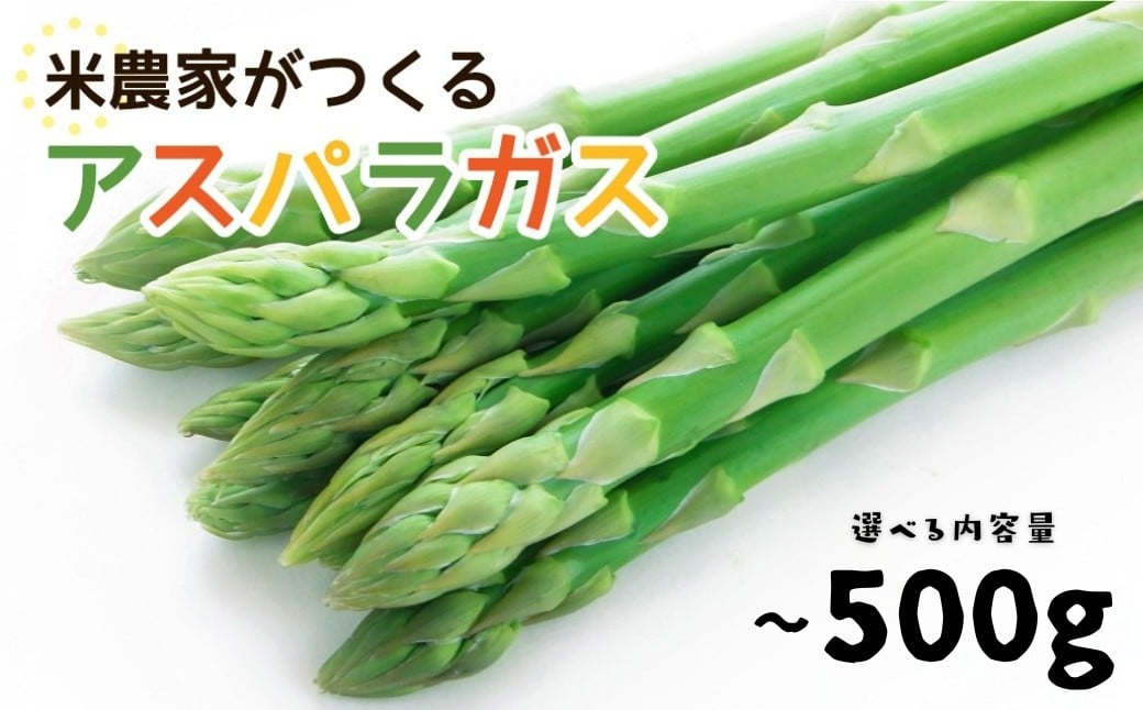 
                  数量限定《先行予約》令和8年産 6月下旬～順次発送 米 農家がつくる！ 水にこだわった朝採れアスパラガス サイズ選べる 内容量選べる M 200g / M~L 500g / L~2L 500g 野菜 春野菜 夏野菜 アスパラ 朝採れ 訳あり わけあり 不揃い お米 農家 池本農園 5000円 10000円 1万円
                