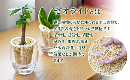 サボテンのゼオライト植え 2鉢セット【底面給水ガラス鉢】観葉植物
