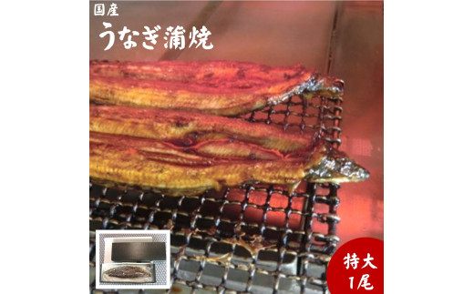 朝開き　うなぎ蒲焼特大　1尾入　タレ付