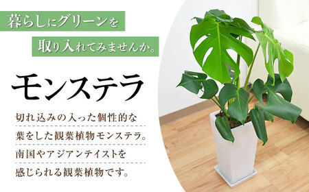 観葉植物モンステラ スクエア 6号 観葉植物 [ACYK001]