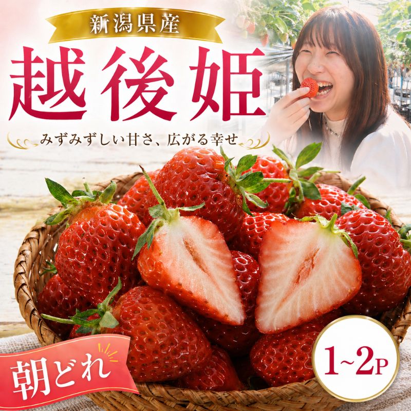【ふるさと納税】 いちご 越後姫 3L〜2L 先行予約 選べる パック数 12粒〜30粒 朝採り 当日発送 苺 イチゴ えちごひめ 朝どれ 朝摘み 生産者直送 農家 直送 数量限定 季節限定 期間限定 須貝いちご園 新潟 新発田 sugai001P