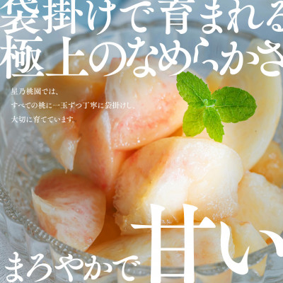 【発送月固定定期便】【人気セット】星乃フルーツ 桃+シャインマスカット全2回【配送不可地域：離島・北海道・沖縄県】