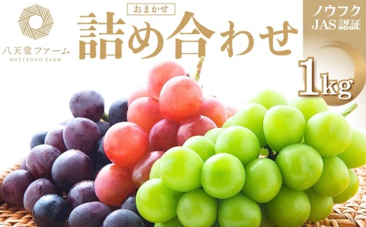 八天堂ぶどう園 おまかせ詰め合わせ 家庭用 1kg ノウフクJAS認証【ぶどう フルーツ シャインマスカット 瀬戸ジャイアンツ ピオーネ 藤稔 ゴルビー ブラックビート グロスクローネ 長野パープル クインニーナ】※2026年8月中旬頃～9月下旬頃に順次発送予定