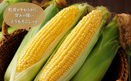 北海道芦別市産 とうもろこし ミルキースイーツ 10～12本 朝採れ とうもろこし