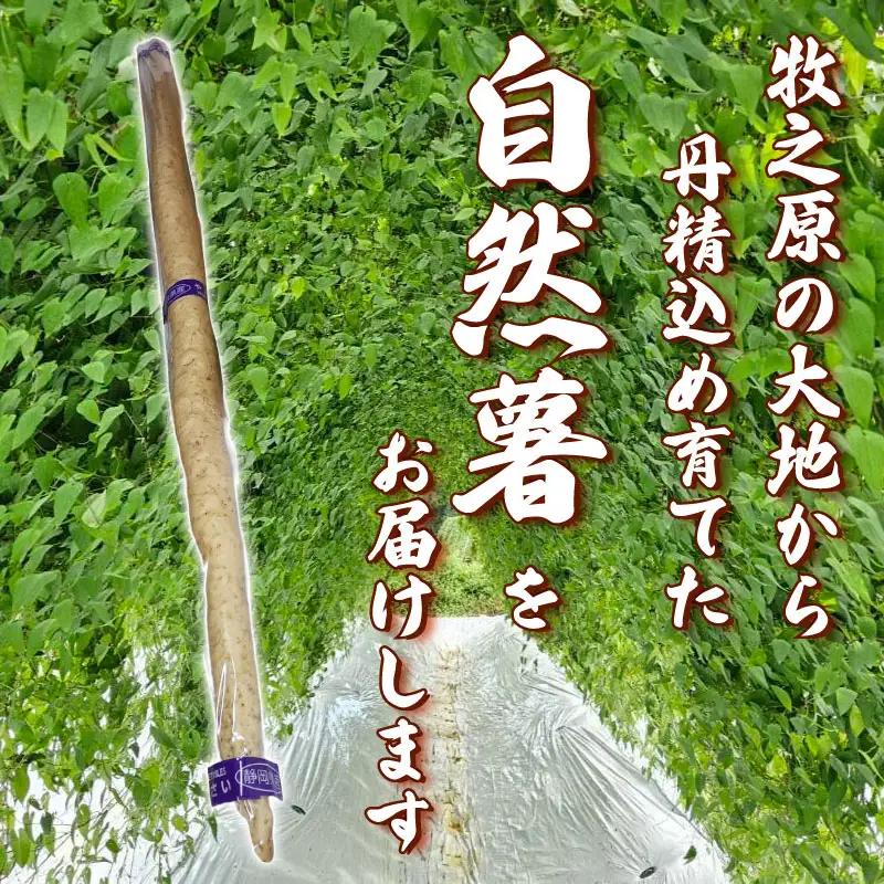 【2026年度先行予約】500g 自然薯 真空パック 静岡県 牧之原市 やまあい農園