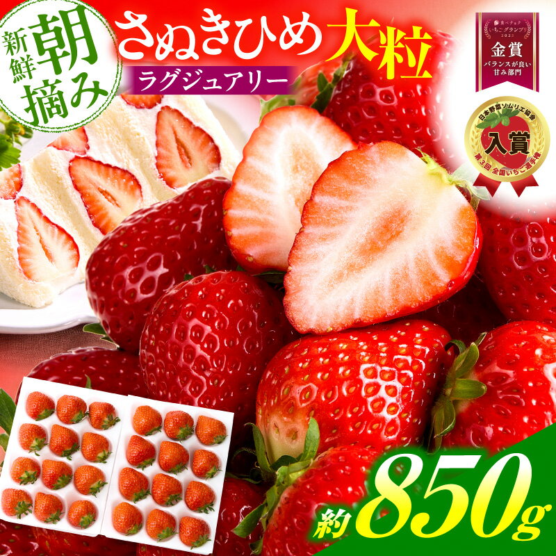 【ふるさと納税】【先行予約】苺音ラグジュアリー～冬の大粒さぬきひめいちご～ 約850g スイーツ いちご ストロベリー さぬきひめ 苺 冷蔵 フルーツ 旬 果物 青果 青果物 お裾分け ギフト 大粒いちご 香川県 デザート 青果物 先行予約 季節限定 旬 おすすめ 三木町 送料無料