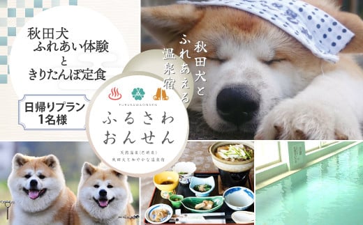 【ふるさわ温泉日帰り体験】秋田犬ふれあい体験ときりたんぽ定食(1名様分) 70P8402 / 食事 ランチ チケット 体験 秋田犬 ふれあい 郷土料理 きりたんぽ プラン 記念 オリジナル サービス ふるさわおんせん 東北 秋田 温泉 おんせん 犬 定食 ハチ ハチコウ ふるさわ温泉