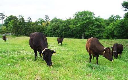 【レンジで簡単!お肉屋さんの手作りハンバーグ(常陸牛入り)】7個【配送不可地域：離島】【ハンバーグ 冷凍 電子レンジ ハンバーグ 真空 小分け 個包装 肉汁たっぷり ハンバーグ 大容量 国産 合挽き 