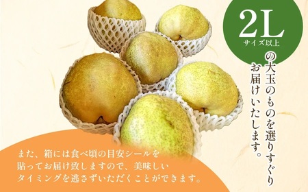 【令和7年産 先行予約】ラ・フランス　約3kg　2L以上（秀品）　庄内産直センター