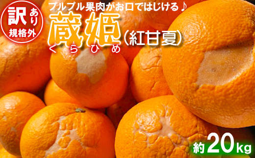 【訳あり・規格外品】今村農園の「蔵姫くらひめ（紅甘夏） 約20kg」 先行予約 20kg 2026年 3月発送 4月発送 わけあり 柑橘類 みかん ミカン フルーツ ＜107-029＞