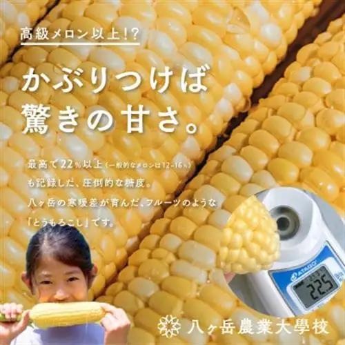 【2026年先行予約】朝採れ直送 フルーツのような甘さ『皮付き』生とうもろこし10本【配送不可地域：離島】【1643138】