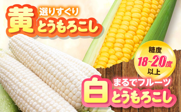 【2026年8月下旬以降順次発送】 白と黄色のとうもろこし 各5kg |  とうもろこし とうきび トウモロコシ コーン 野菜 やさい 北海道 産地直送 |  道の駅 真狩フラワーセンター [BPAM