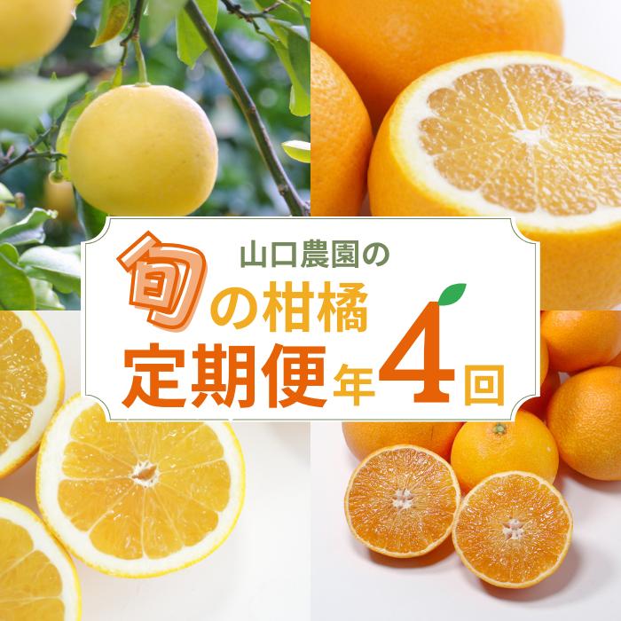 
            贈答品質 年 4回 定期便 愛媛県 愛南町 山口 農園直送 旬 の 柑橘 定期便 （ まどんな ・ 文旦 ・ 甘夏 ・ 河内晩柑 ） 35,000円 四季 の 味覚 を 満喫 フルーツ サブスク 産地直送 農家直送 旬 詰め合わせ セット 食べ比べ ギフト プレゼント 贈り物 紅まどんな 愛果28号 ぶんたん あまなつ 愛南ゴールド 和製グレープフルーツ 愛媛県 愛南町 山口農園
          