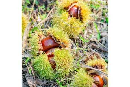 【大阪能勢特産】 栗ジャム・栗バター 各2個セット