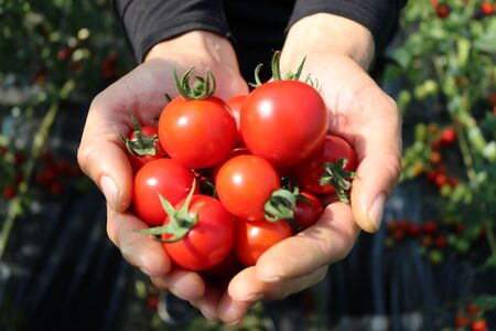 【数量限定トマト】 ミニトマト(1kg) ＜とも農園＞ トマトみや娘 プチトマト ミニトマト 人気トマト 新鮮トマト 産地直送トマト フッシュトマト 奈良県 奈良市 なら 6-051