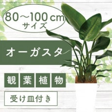 5月～発送【観葉植物】オーガスタ80cm～100cm(025-1382)