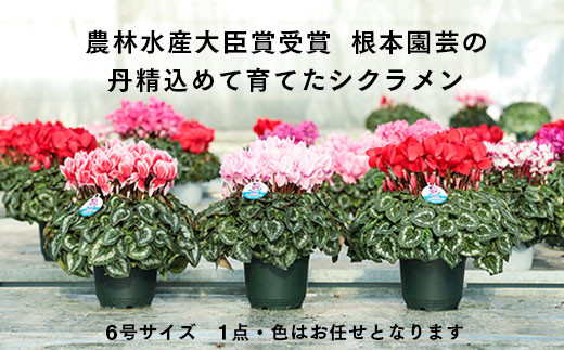 【2026年 先行予約】シクラメン 色おまかせ 6号鉢 | 花 お花 ガーデンシクラメン おまかせ 6号 花ギフト フラワーギフト 鉢花 鉢植え ギフト プレゼント 贈答 農林水産大臣賞受賞 根本園芸 シクラメン
