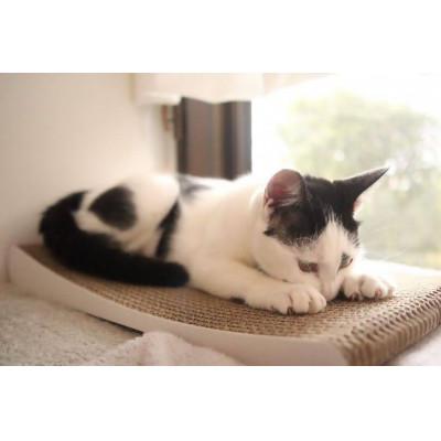 ふるさと納税 行橋市 猫の爪とぎ・Trial　4個セット(白) AL-062 |  | 02