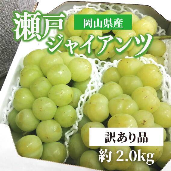 【ふるさと納税】 【きよとうファーム】瀬戸ジャイアンツ (丸ごとぱっくん) 訳あり品 約2kg (岡山県産)【2026年10月以降より順次発送予定】【配送不可地域：離島】/ 果物 くだもの フルーツ 葡萄 ぶどう 特大 瀬戸ジャイアンツ 岡山県産【KF-B092-02】