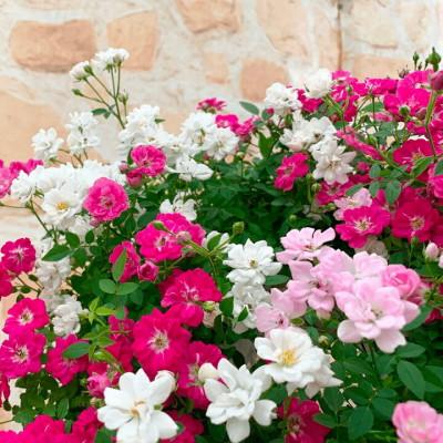 ふるさと納税 藤枝市 【母の日に!】四季咲きミニバラ(レンゲローズ)リング植え　スタンド付 |  | 02