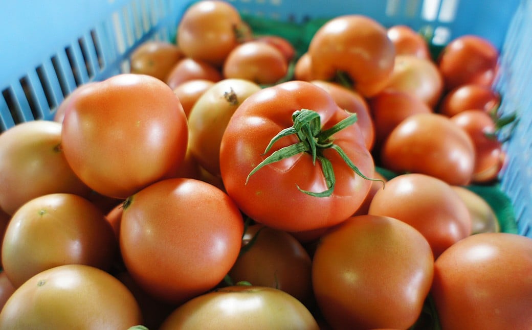 フルーツトマト 糖度7度以上 農薬不使用（栽培期間中） 水耕栽培 産地直送 高リコピン 橘農園