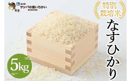 市貝町産 特別栽培米〈なすひかり〉5kg ｜ 国産 栃木県産米 お米 特別栽培米 精米 白米 栃木米 とちぎ米 ※離島への配送不可 ※9月中旬頃より順次発送予定