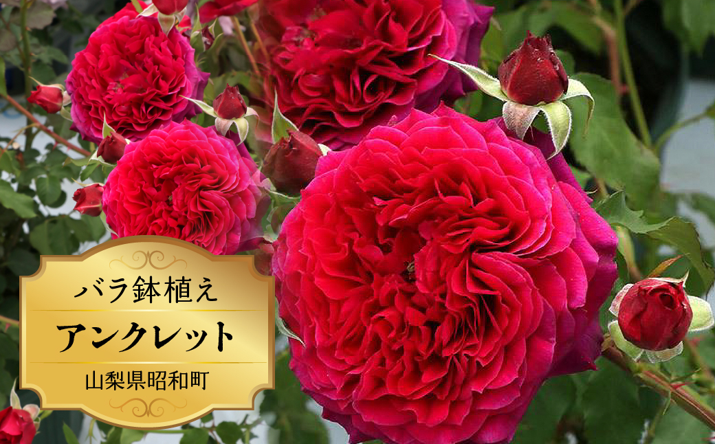 
                  バラ鉢植え「アンクレット」 SWBD002
                