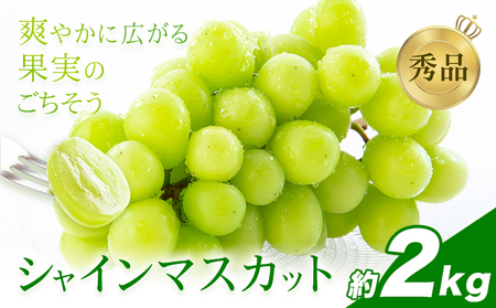 先行予約 シャインマスカット 秀品 内容量 約2kg(3-7房) 日本フルーツ《7月下旬-8月末頃出荷》熊本県 荒尾市 ぶどう ブドウ 果物 フルーツ スイーツ デザート ギフト ご贈答