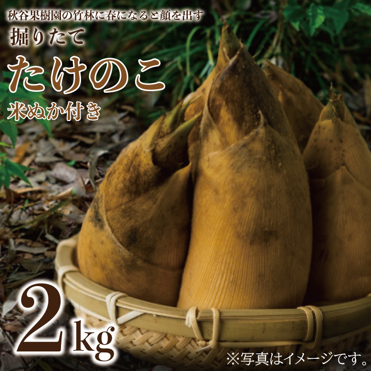 【2026年4月より順次発送】たけのこ 約2kg(米ぬか付き)｜たけのこ タケノコ 筍 旬 米ぬか 堀りたて 先行予約 茨城県 行方市(CP-10)