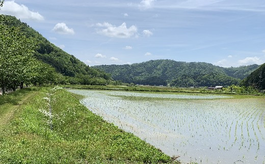 【令和7年産】お米のおいしさ伝えたい！特別栽培米コシヒカリ5kg×4