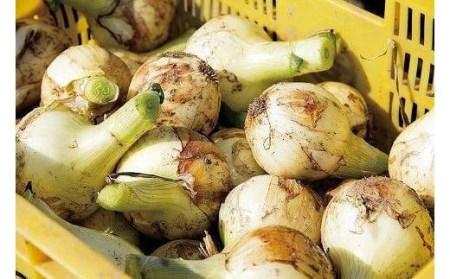 ★6月から発送予定★ 松山市北条産 風早の里 玉ねぎ 7kg | 玉葱 たまねぎ 野菜 やさい 野菜炒め 焼きそば カレー 味噌汁 料理 調理 お取り寄せ グルメ 人気 おすすめ 愛媛県 松山市【FA