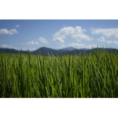 ふるさと納税 安芸市 《令和6年産》モチ米 10kg |  | 01