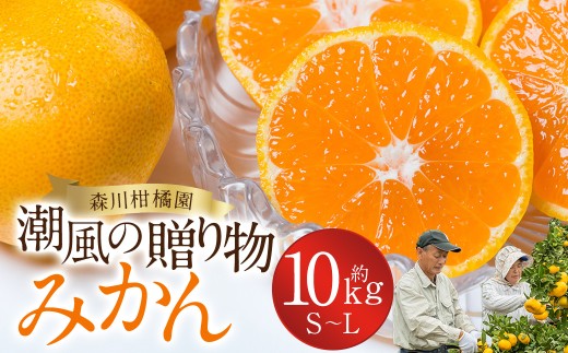 潮風の贈り物 みかん 10kg みかん ミカン 蜜柑 たらみかん 太良みかん 温州みかん 完熟みかん 甘熟 柑橘 有機栽培 国産 佐賀県産 太良町 こだわり 贈答品 産地直送 詰め合わせ 極甘 N38x1 【2026年10月下旬～2027年1月上旬迄発送予定】