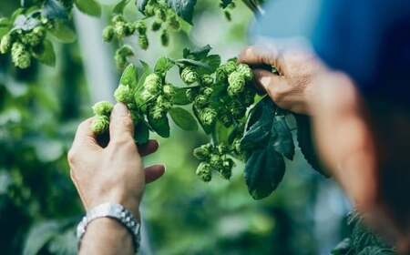 キリン 一番搾り とれたてホップ 生ビール ＆ GOODHOPS おまかせ 6本 セット  アサクラ酒店 | クラフトビール 東北 岩手県 遠野市 地酒 ギフト 缶 ビール KIRIN 麒麟 遠野産 